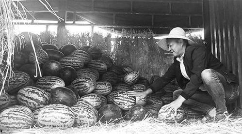 庵埠吃瓜群众事件始末,一场网络舆论的风波与反思