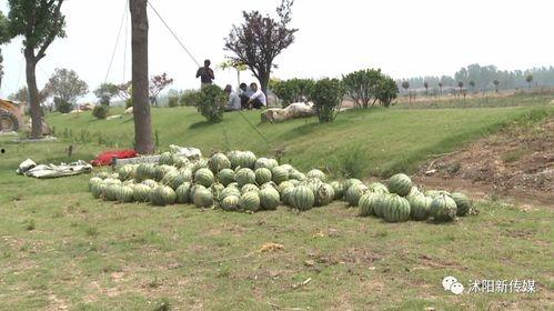 沭阳县吃瓜群众事件真相