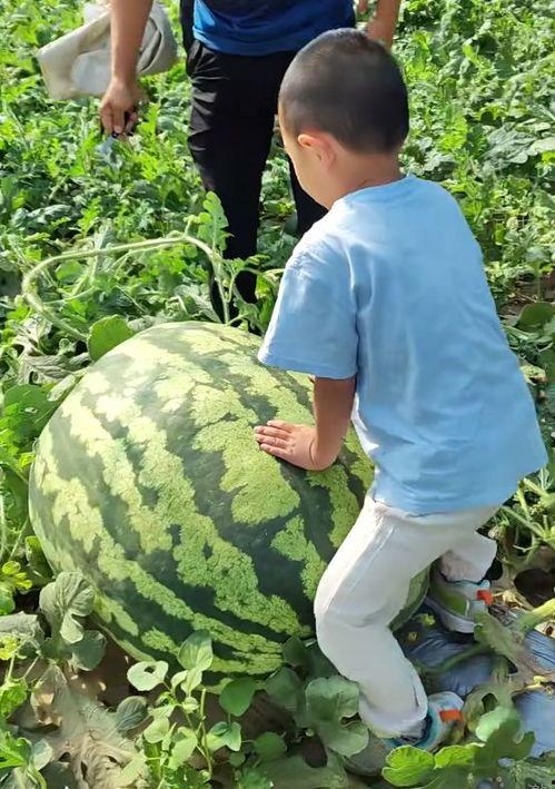 大西北吃瓜群众事件真相,真相与反思