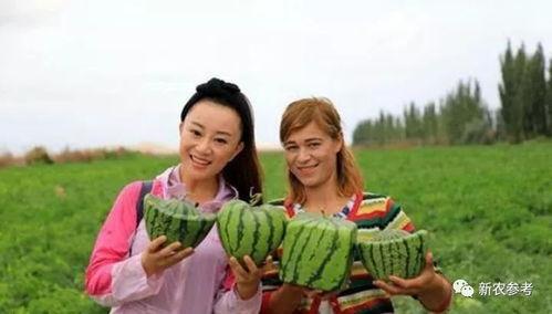 白色系群众吃瓜,围观瓜田，品味生活百态