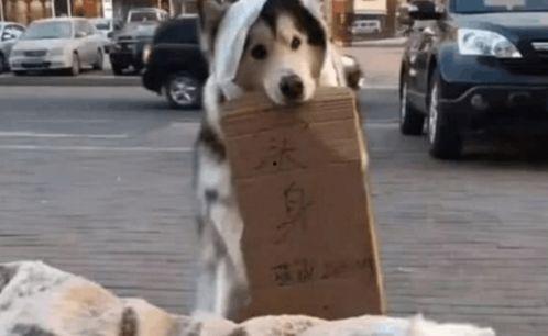 狗狗像吃瓜群众吗图片,萌态可掬，笑点满满