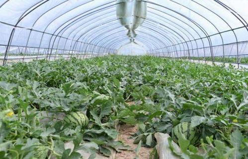 吃瓜群众小辣椒,揭秘吃瓜群众的麻辣视角