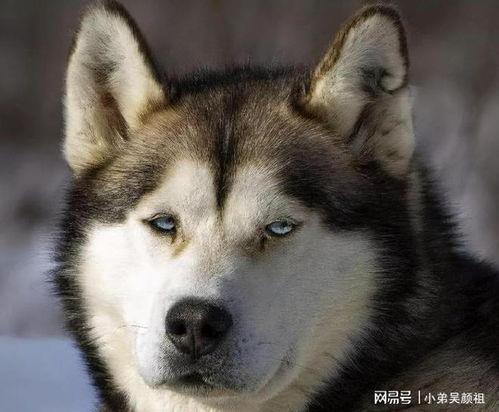 俩狗打架二哈当吃瓜群众,化身吃瓜群众